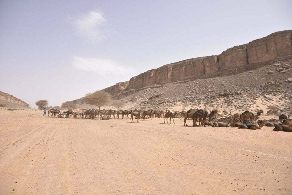 Kamele in Marokko
