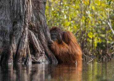 Orang Utan in Bali