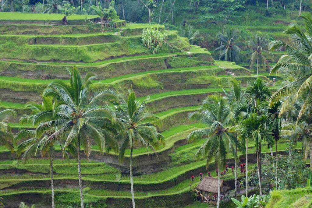 Tegallalang Reisterrassen in Bali, Indonesien