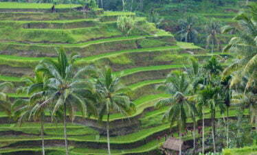 Tegallalang Reisterrassen in Bali, Indonesien