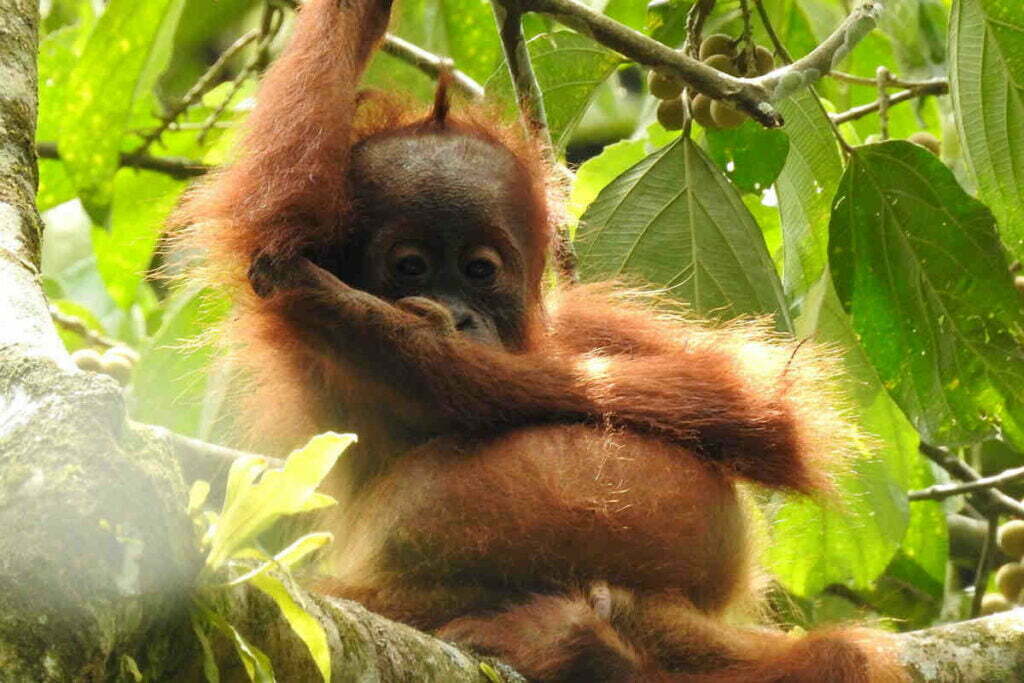 wild-sumatran-orangutan