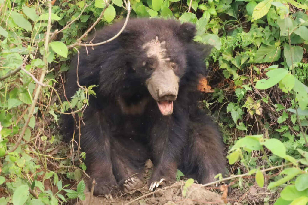 Lippenbär in Nepal