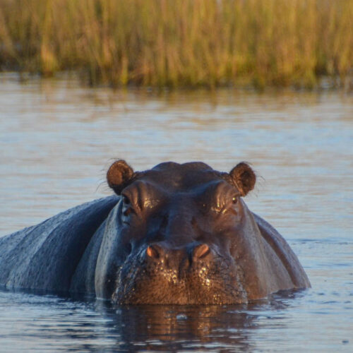 Caprivi