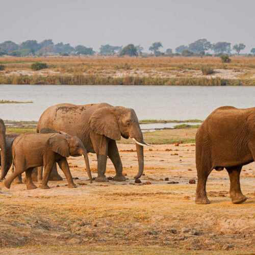 Chobe-Nationalpark