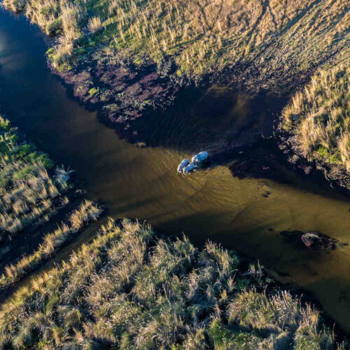 Botswana Safari