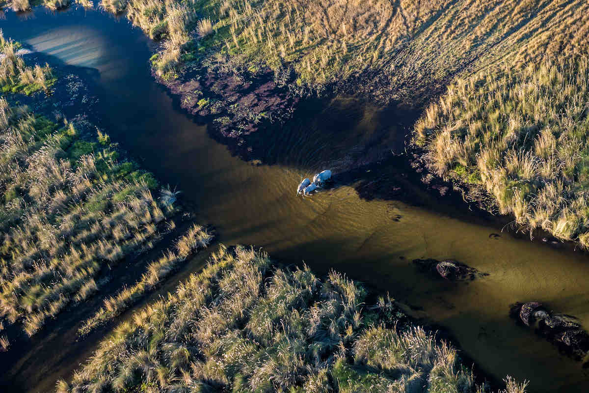 Botswana Safari