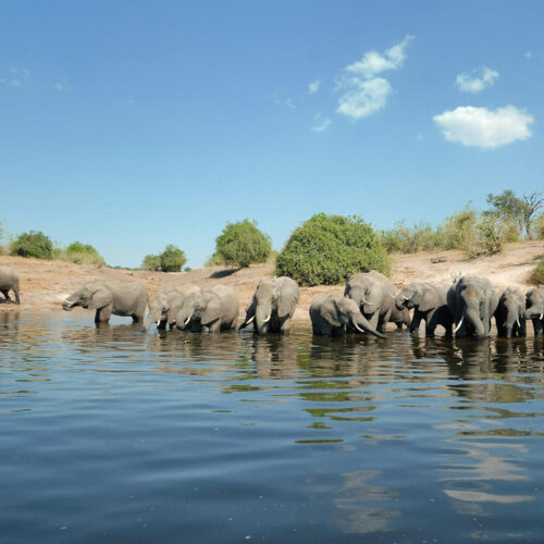 Botswana Safari