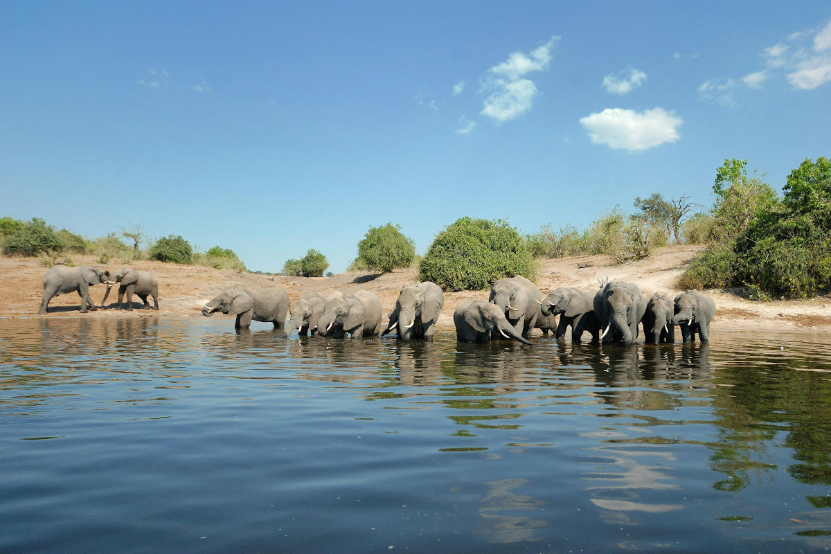 Botswana Safari