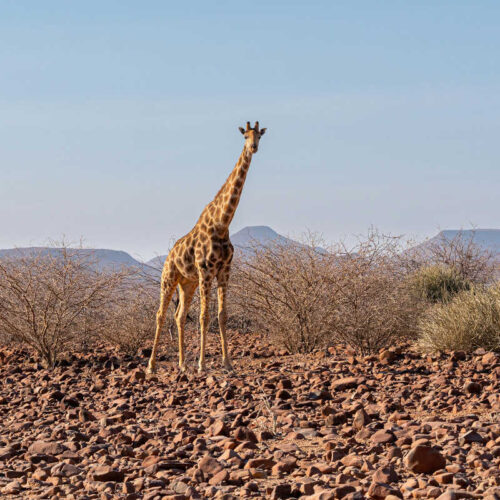 Damaraland (Brandberg)