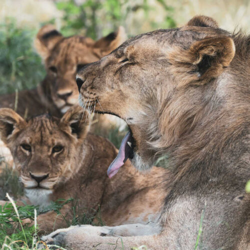 Etosha-Nationalpark, Namibia Botswana Rundreise