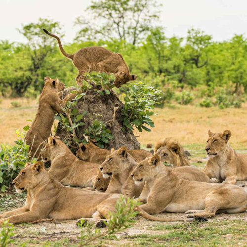 Moremi, Moremi-Wildreservat, Botswana Safari