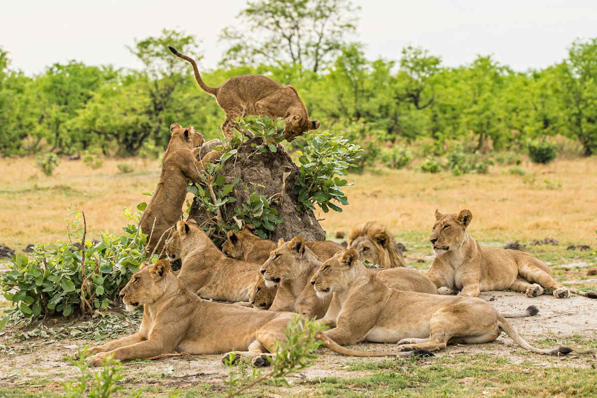 Moremi, Moremi-Wildreservat, Botswana Safari