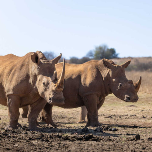 Botswana Safari