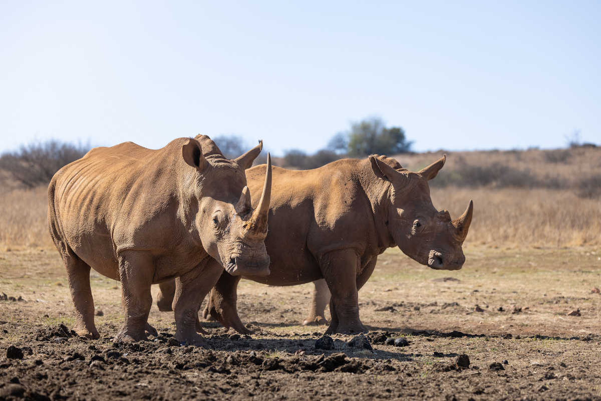 Botswana Safari