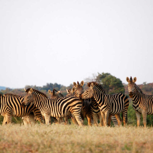 Botswana Safari