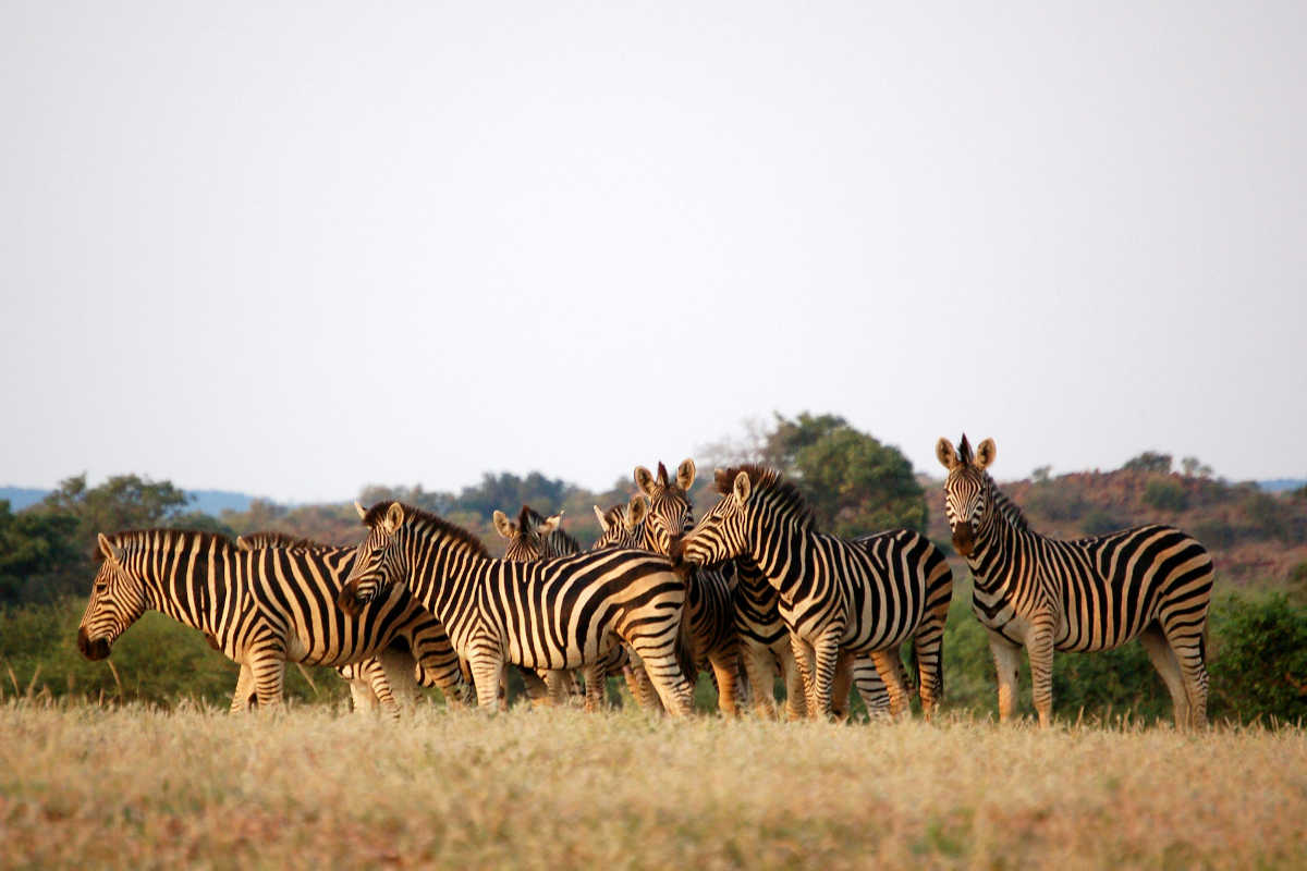 Botswana Safari